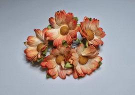 Chrysanten tweekleurig oranje 5 st, 4,5 cm