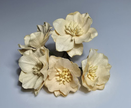 Lotus Ivoor 5 st. 3,5 cm