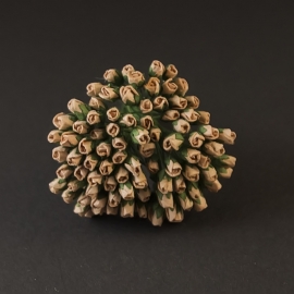Roosbud camel