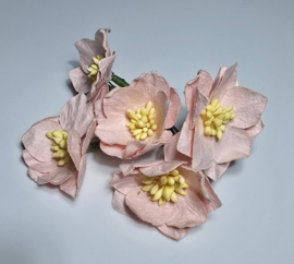 Lotus licht roze  3,5 cm 5 stuks