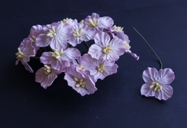 Hydrangea's zacht roze