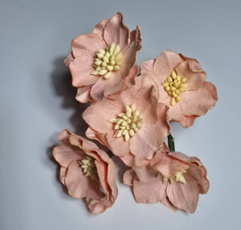 Lotus flower, peach  5 stuks  3,5 cm