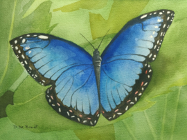 "Blauwe Morpho" Aquarel 18 X 25 cm