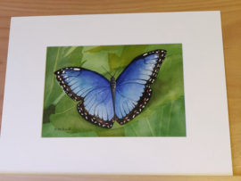 "Blauwe Morpho" Aquarel 18 X 25 cm