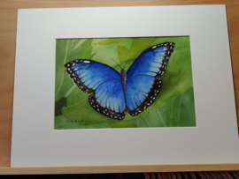 "Blauwe Morpho" Aquarel 18 X 25 cm