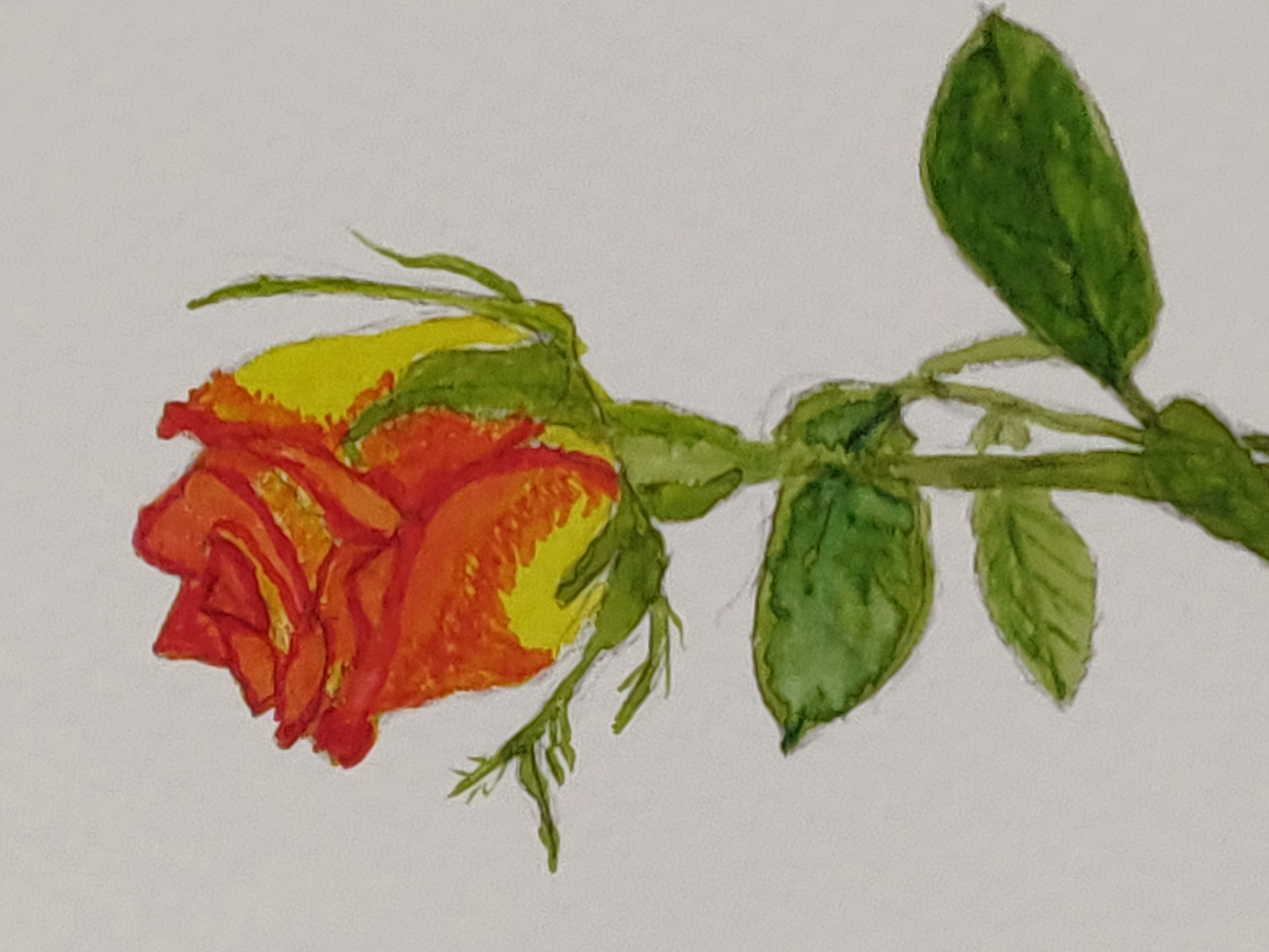 Aquarel thema namiddag  "bloemen schilderen" donderdag  6 november van 14 tot 17 uur