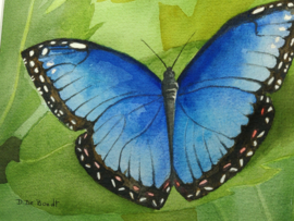 "Blauwe Morpho" Aquarel 18 X 25 cm