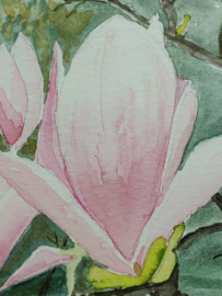 "Magnolia" Aquarel 24 X 30 cm