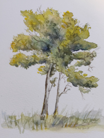 Leren werken met aquarelpotloden, inclusief materiaal - donderdag 20 november van 14 tot 17 uur