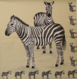 1699 Zebra