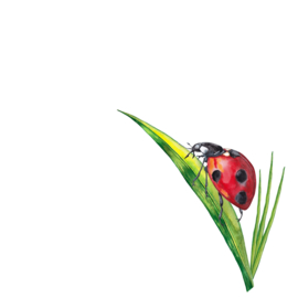 8101 Ladybug on grass