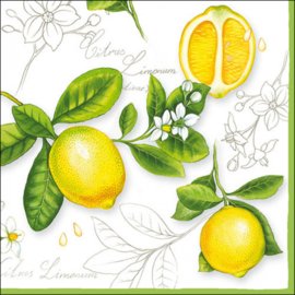 8131 Citrus Limonum
