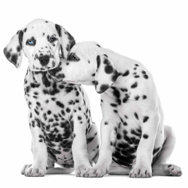 6909 Dalmatiërs