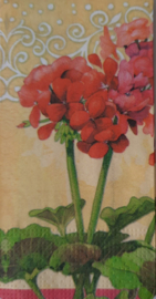 Z0698  Geraniums