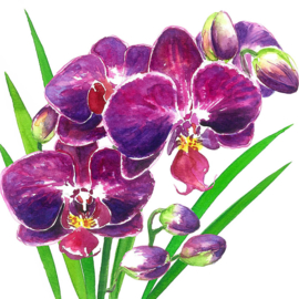 8389 Orchidee