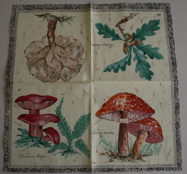 1082 Paddenstoelen en eikenblad