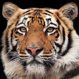 8360 Bengaalse tijger