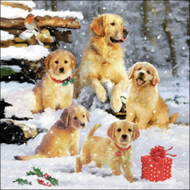 8567 Golden Retriever pups