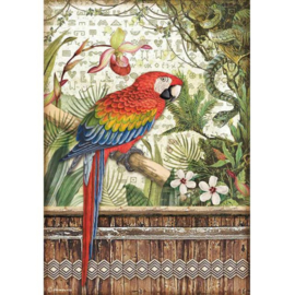 DFSA4531  Amazonia Parrot
