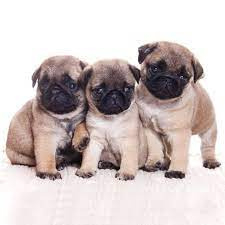 4894 Pugs