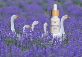 Puro Olio di Lavanda 3x10ml