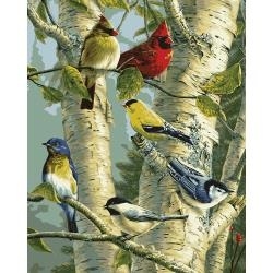 352772 Paint By Number Kit  Song Birds 16"X20"
