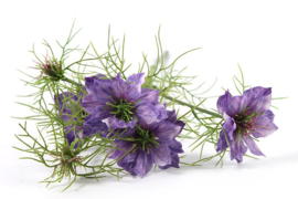 Cosmea paars