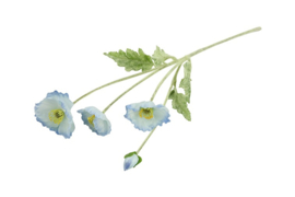 Cosmea blauw