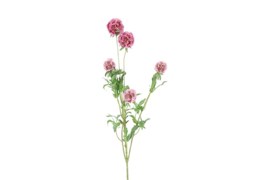 Combretocarpus  roze