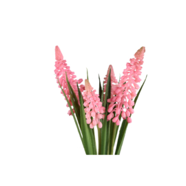 hyacinth bosje pink
