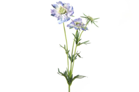 Scabiosa blauw