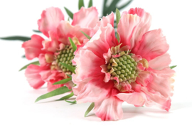Scabiosa roze
