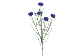 Korenbloem blauw