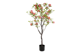 bloesemplant azalea