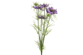 Cosmea paars