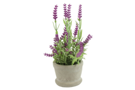 Lavendel in pot