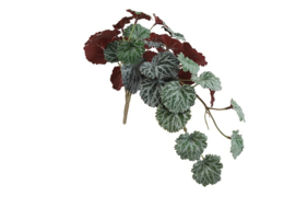 Begonia