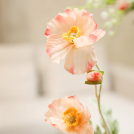 Cosmea zalm
