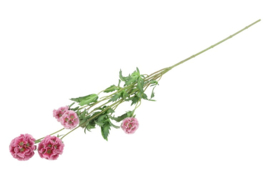 Combretocarpus  roze