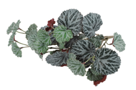 Begonia