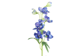Delphimium
