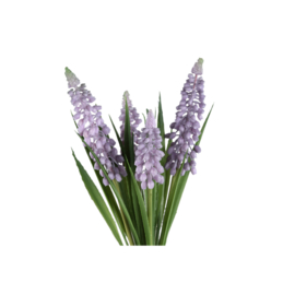 hyacinth bosje paars