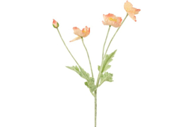 Cosmea zalm