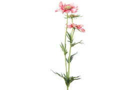 Scabiosa roze