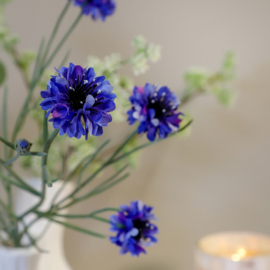 Korenbloem blauw