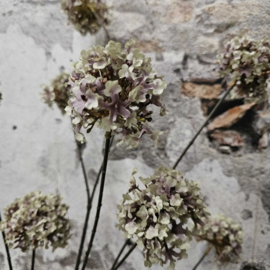 Silk hortensia