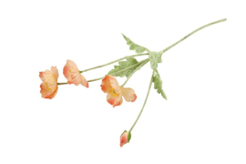 Cosmea zalm