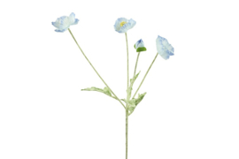 Cosmea blauw