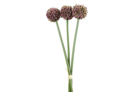 Allium paars