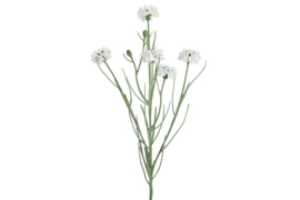 Korenbloem wit